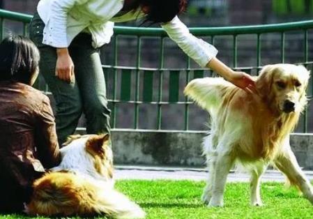 2026年库尔勒市城区养犬管理条例最新