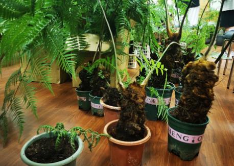 2026年陕西省野生植物保护条例最新