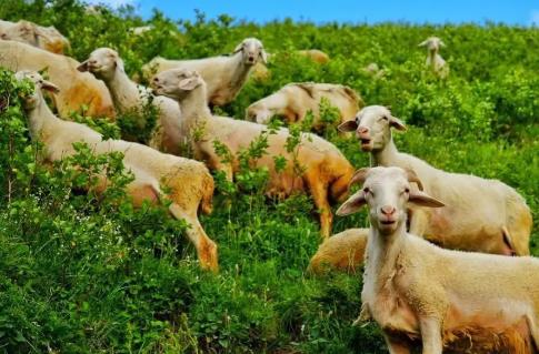 2026年湖北省畜牧条例最新