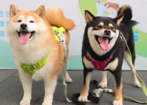 2026年崇左市养犬管理规定最新
